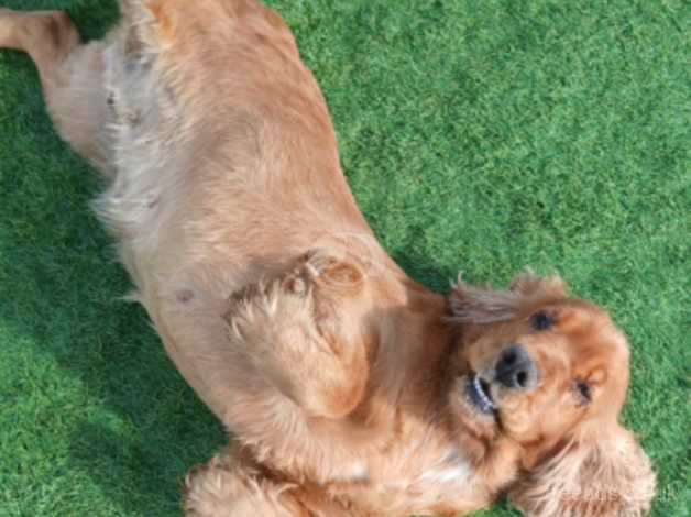 Beautiful cocker spaniel for sale in Bridgwater, Somerset - Image 3