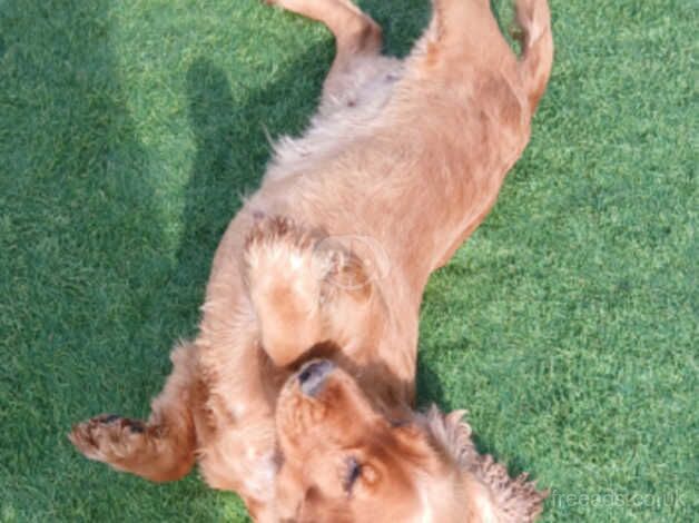 Beautiful cocker spaniel for sale in Bridgwater, Somerset - Image 4