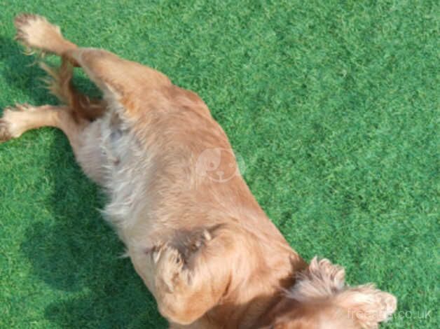 Beautiful cocker spaniel for sale in Bridgwater, Somerset - Image 5