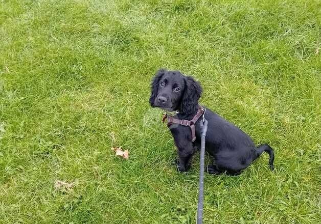 Beautiful cocker spaniel for sale in Sutton In Ashfield, Nottinghamshire