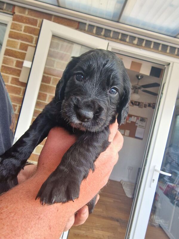 Cocker Spaniels for sale in Gillingham, Dorset