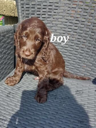 Beautiful cocker spaniel puppies for sale in Swadlincote, Derbyshire - Image 3