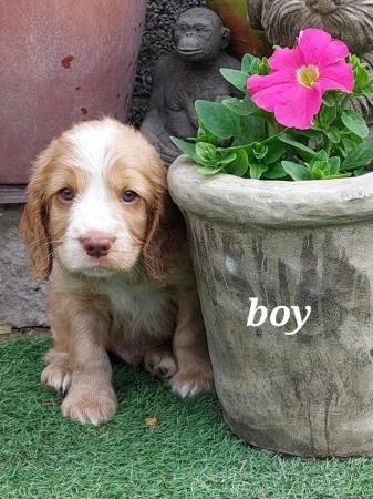 Beautiful cocker spaniel puppies for sale in Swadlincote, Derbyshire - Image 4