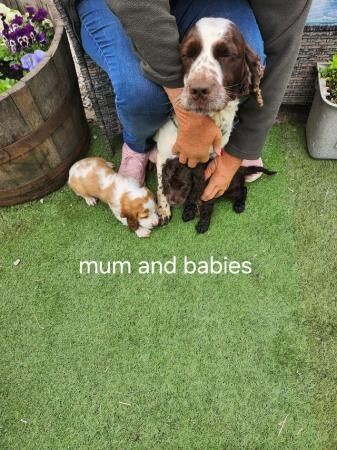 Beautiful cocker spaniel puppies for sale in Swadlincote, Derbyshire - Image 5