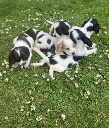 Beautiful Cocker Spaniel puppies for sale in Kent Street, Kent - Image 1