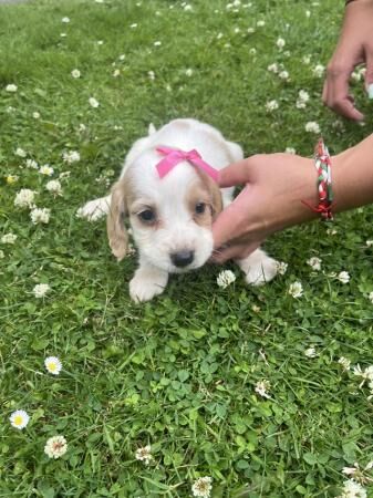 Beautiful Cocker Spaniel puppies for sale in Kent Street, Kent - Image 2