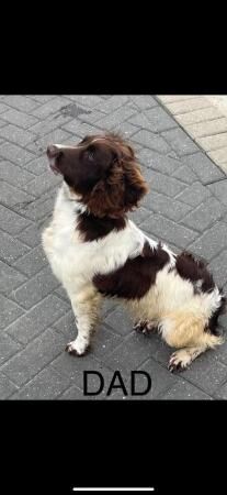 Beautiful Cocker Spaniel puppies for sale in Kent Street, Kent - Image 3