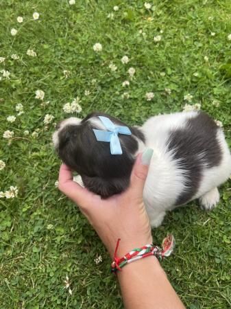 Beautiful Cocker Spaniel puppies for sale in Kent Street, Kent - Image 4