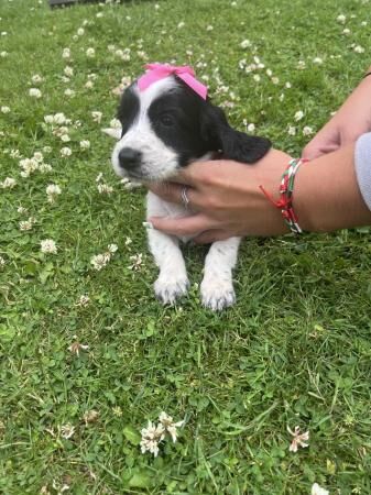 Beautiful Cocker Spaniel puppies for sale in Kent Street, Kent - Image 5