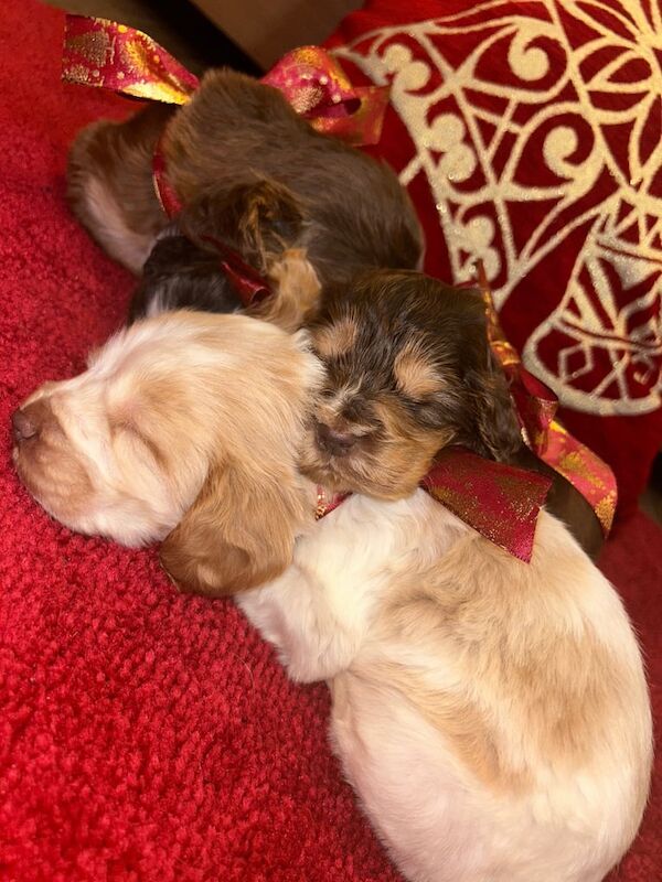 Beautiful Cocker spaniel puppies for sale in Aberdeen, Aberdeen City