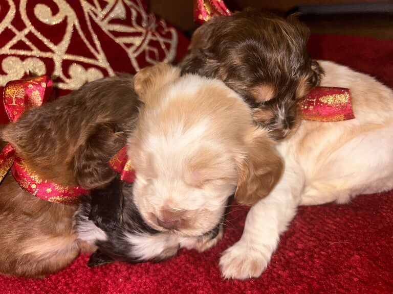 Beautiful Cocker spaniel puppies for sale in Aberdeen, Aberdeen City - Image 3