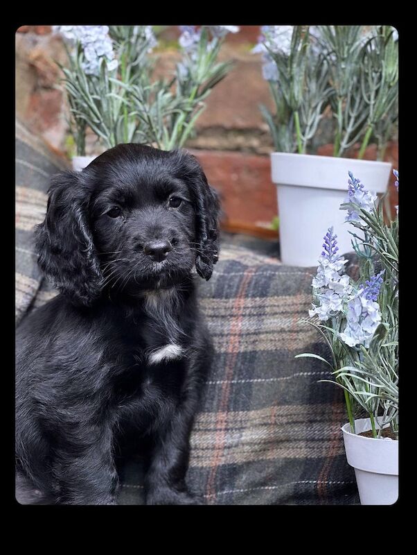 Beautiful cocker spaniel puppies. for sale in Wrexham