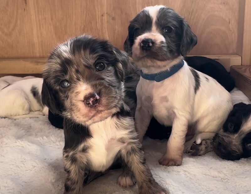 Beautiful cocker spaniel puppies for sale in Ashford, Kent