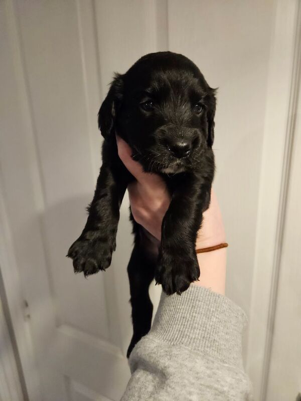 Beautiful cocker spaniel puppies for sale in Coventry, West Midlands