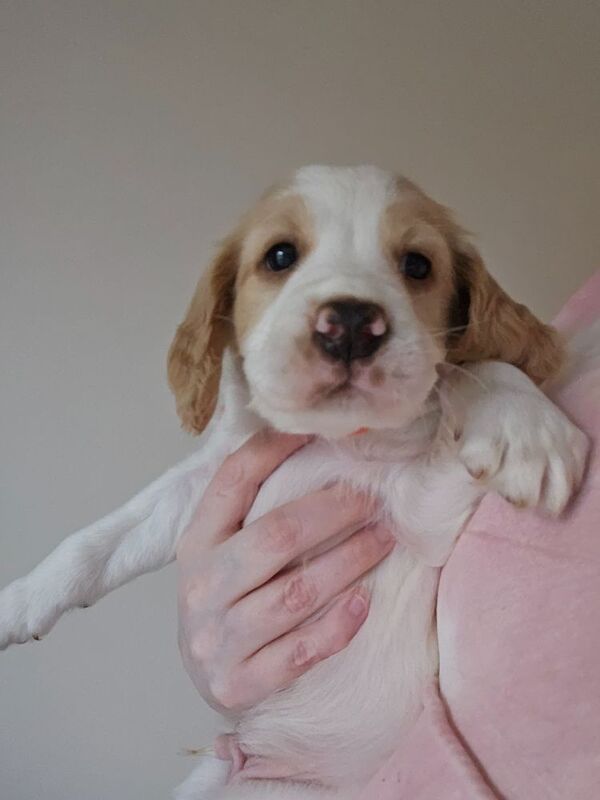 Beautiful cocker spaniel puppies for sale in Coventry, West Midlands