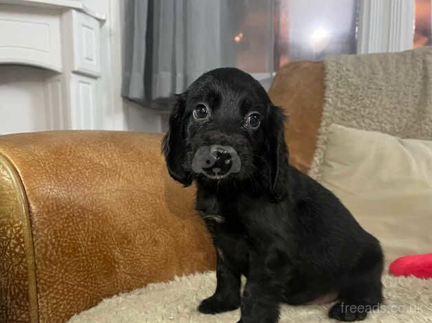 Beautiful Cocker spaniel puppies available now. for sale in Wellington, Somerset