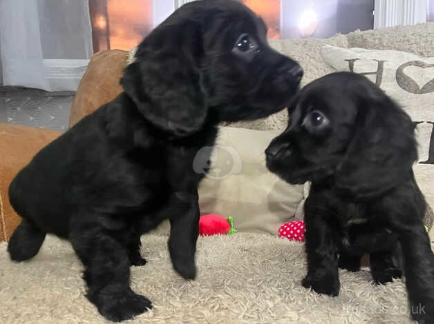 Beautiful Cocker spaniel puppies available now. for sale in Wellington, Somerset - Image 3