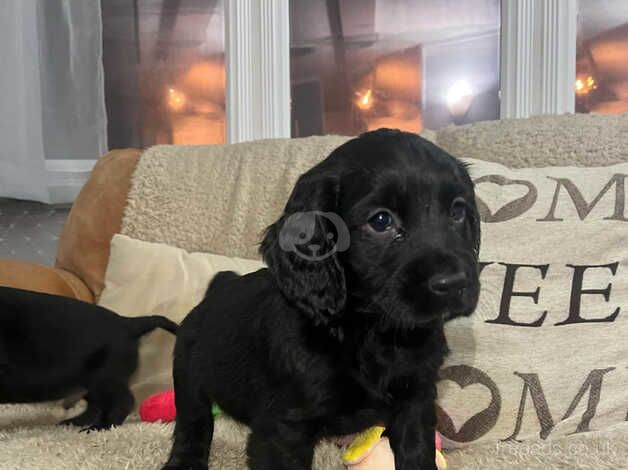 Beautiful Cocker spaniel puppies available now. for sale in Wellington, Somerset - Image 4