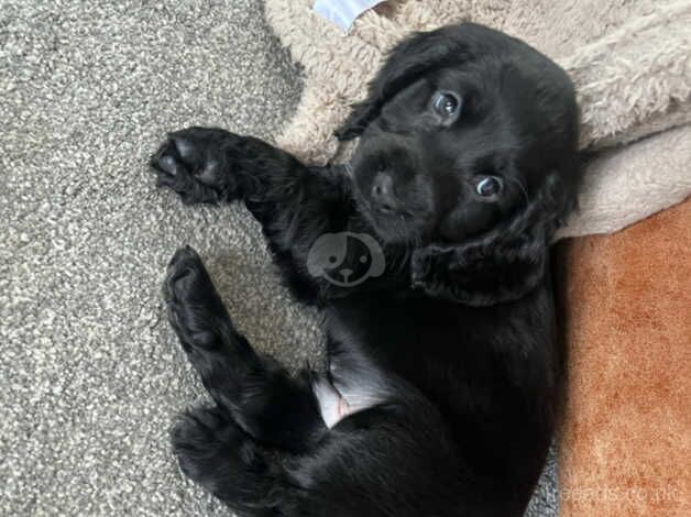 Beautiful Cocker spaniel puppies available now. for sale in Wellington, Somerset - Image 5