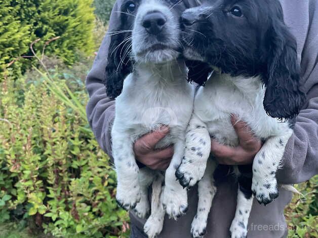 Beautiful cocker spaniel puppies , both parents health tested for sale in Bewdley, Worcestershire