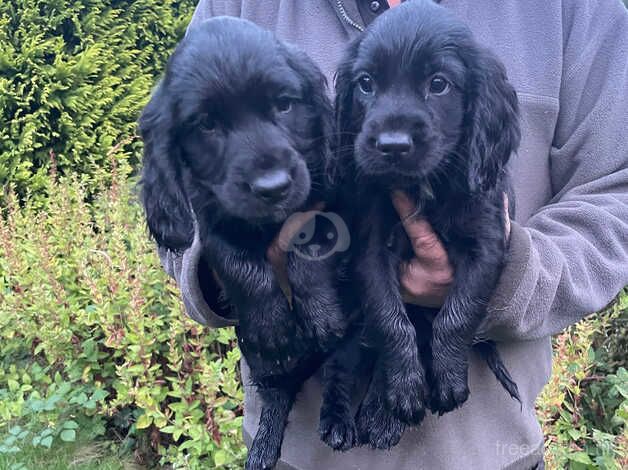 Beautiful cocker spaniel puppies , both parents health tested for sale in Bewdley, Worcestershire - Image 2