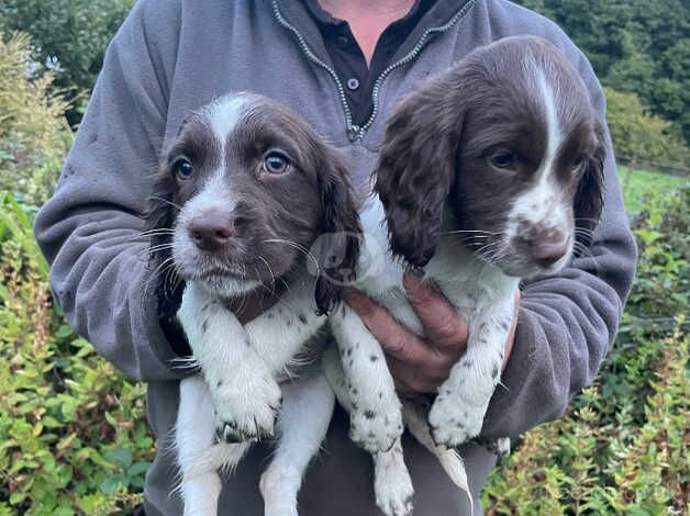 Beautiful cocker spaniel puppies , both parents health tested for sale in Bewdley, Worcestershire - Image 3