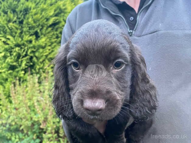 Beautiful cocker spaniel puppies , both parents health tested for sale in Bewdley, Worcestershire - Image 4