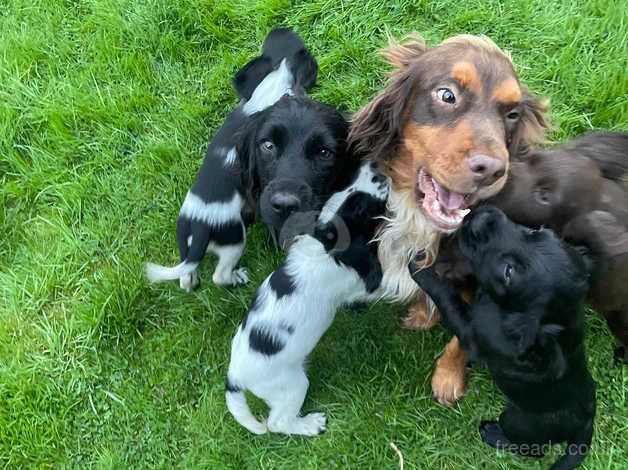 Beautiful cocker spaniel puppies , both parents health tested for sale in Bewdley, Worcestershire - Image 5