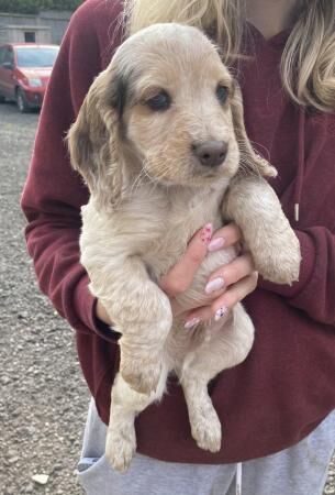 Beautiful cocker spaniel puppies for sale in Shipley, West Yorkshire
