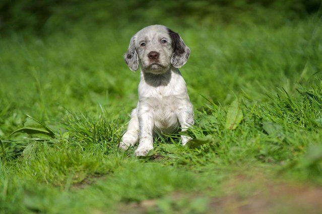Beautiful cocker spaniel puppies for sale in Shipley, West Yorkshire - Image 2