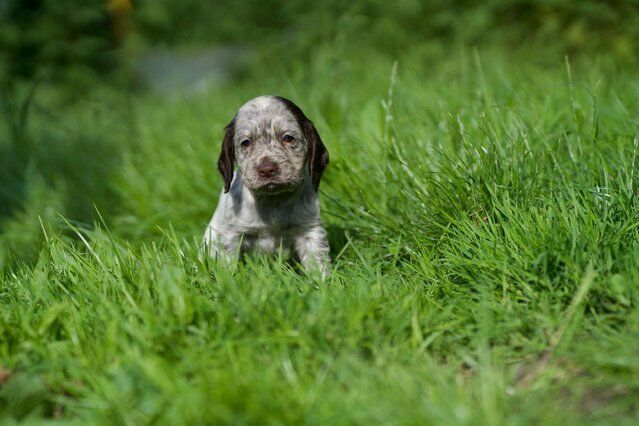 Beautiful cocker spaniel puppies for sale in Shipley, West Yorkshire - Image 3