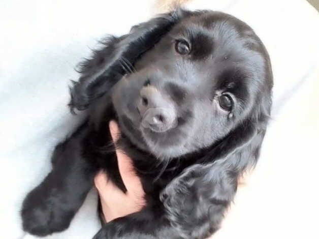 Beautiful Cocker Spaniel puppies for sale in Leicester, Leicestershire