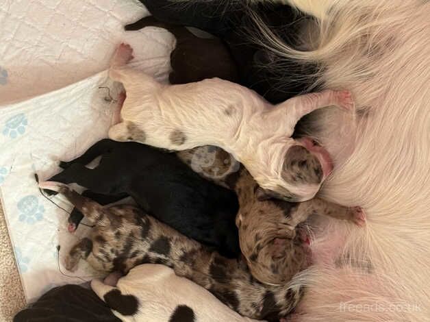 Beautiful cocker spaniel puppies for sale in Ashford, Devon