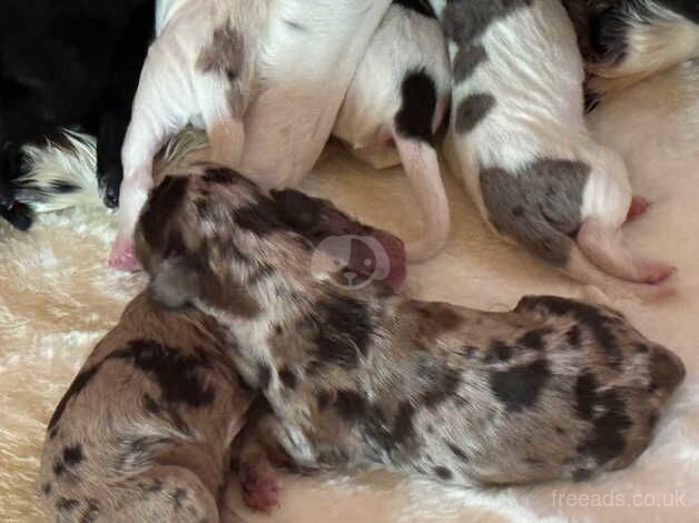 Beautiful cocker spaniel puppies for sale in Ashford, Devon - Image 3