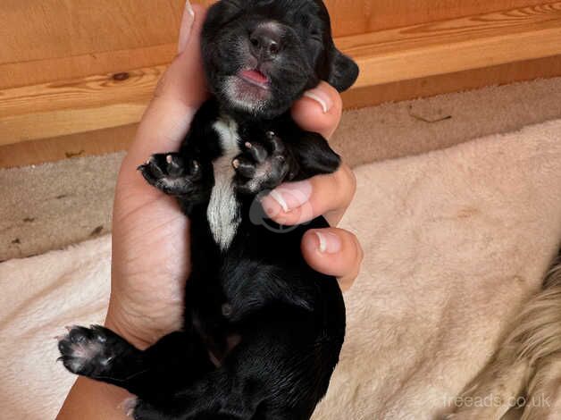 Beautiful cocker spaniel puppies for sale in Ashford, Devon - Image 5