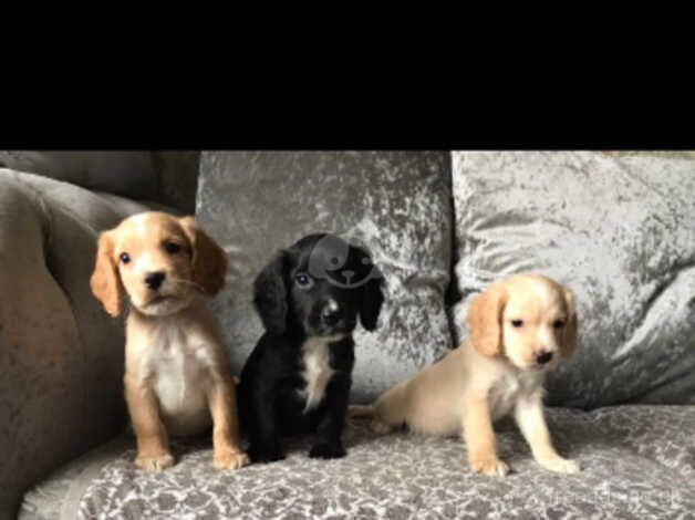 Beautiful cocker spaniel puppies for sale in Basildon, Essex - Image 1