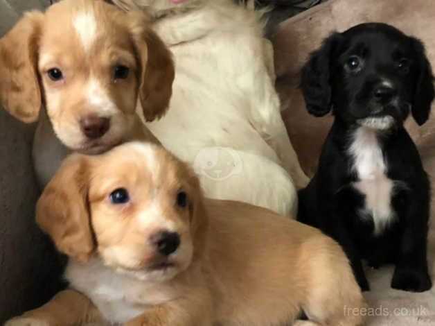 Beautiful cocker spaniel puppies for sale in Basildon, Essex - Image 2