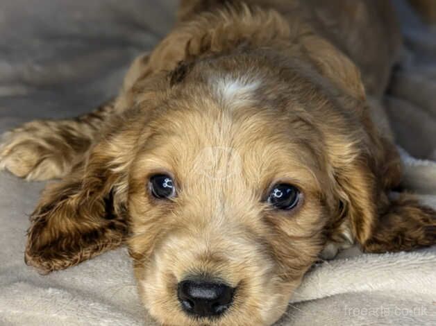 Beautiful cocker spaniel puppies for sale in Carlisle, Cumbria