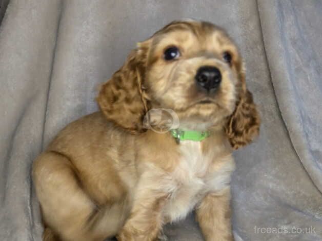 Cocker Spaniels for sale in Carlisle, Cumbria