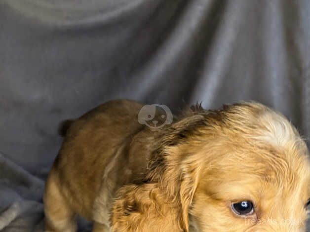 Cocker Spaniel Puppies for sale in Cumbria