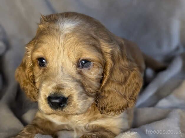 Cocker Spaniel Puppies for sale