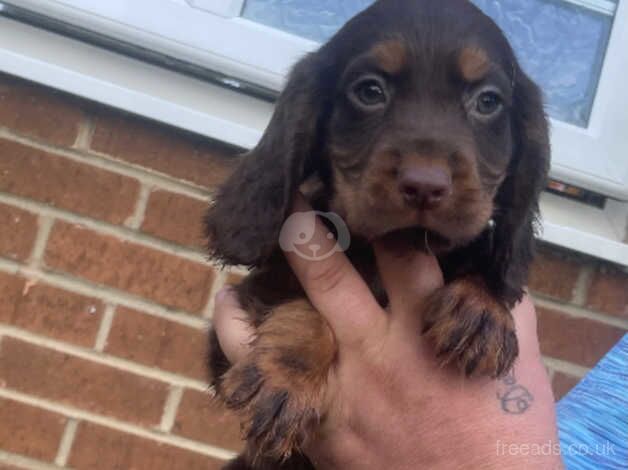 Beautiful cocker spaniel puppies for sale in Washington, Tyne and Wear