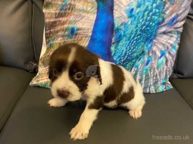 Beautiful cocker spaniel puppies for sale in Ebbw Vale/Glyn Ebwy, Blaenau Gwent - Image 1