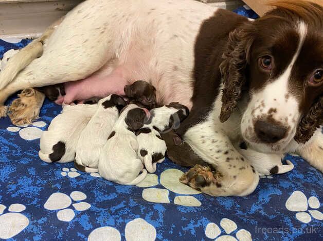 Cocker Spaniel Puppies for sale in Blaenau Gwent