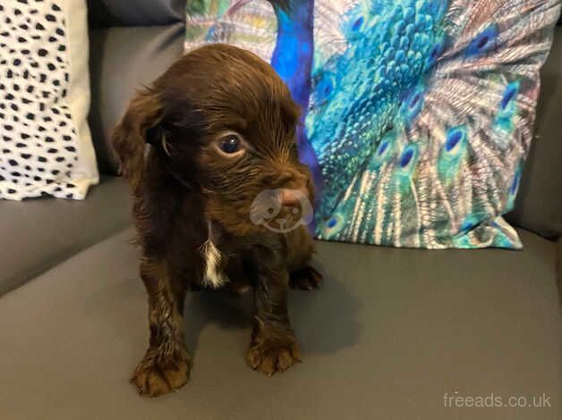 Cocker Spaniel Puppies for sale