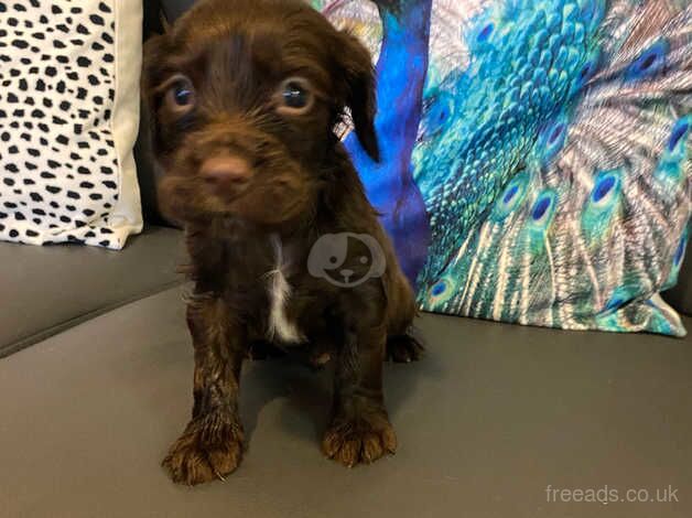 Beautiful cocker spaniel puppies for sale in Ebbw Vale/Glyn Ebwy, Blaenau Gwent - Image 5