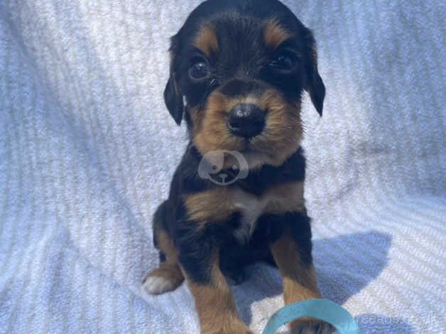 Beautiful Cocker Spaniel Puppies for sale in Hook, East Riding of Yorkshire