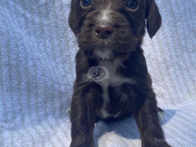 Beautiful Cocker Spaniel Puppies for sale in Hook, East Riding of Yorkshire - Image 2