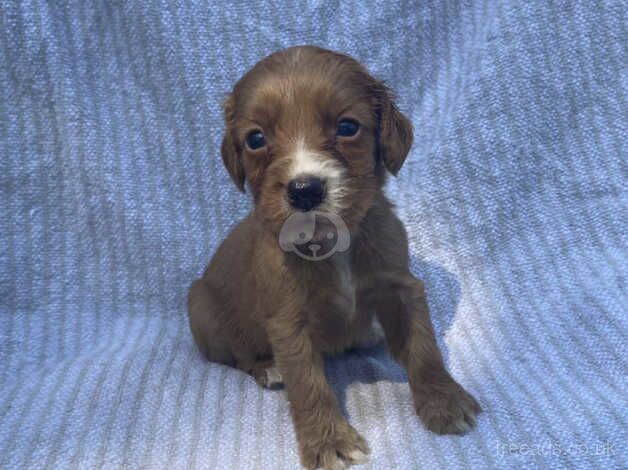 Beautiful Cocker Spaniel Puppies for sale in Hook, East Riding of Yorkshire - Image 3