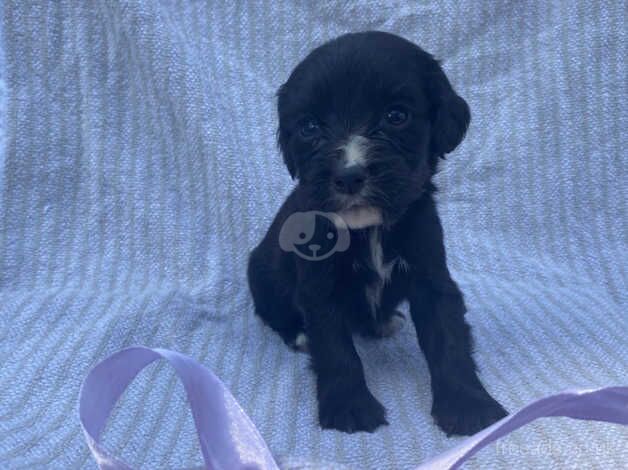 Beautiful Cocker Spaniel Puppies for sale in Hook, East Riding of Yorkshire - Image 4